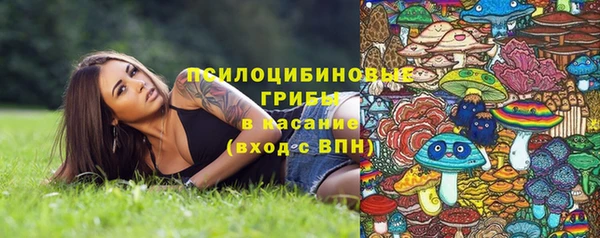 прущие грибы Михайлов